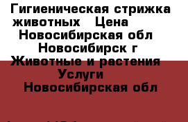 Гигиеническая стрижка животных › Цена ­ 700 - Новосибирская обл., Новосибирск г. Животные и растения » Услуги   . Новосибирская обл.